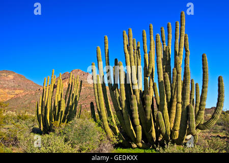 Géographie / voyages, USA, Arizona, Lukeville, tuyau d'Organe National Monument, Arizona, No-Exclusive-Utilisation Banque D'Images