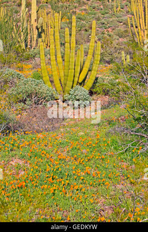 Géographie / voyages, USA, Arizona, Lukeville, Mexican gold poppy Eschscholzia, mexicana, Papaveraceae, tuyau d'Organe National Monument, Arizona, No-Exclusive-Utilisation Banque D'Images