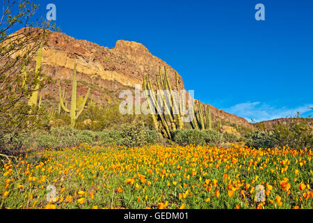 Géographie / voyages, USA, Arizona, Lukeville, AJO Range, monts, Mexican gold poppy Eschscholzia, mexicana, Papaveraceae, tuyau d'Organe National Monument, Arizona, No-Exclusive-Utilisation Banque D'Images