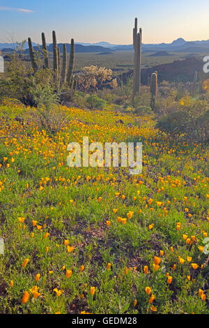 Géographie / voyages, USA, Arizona, Lukeville, Mexican gold poppy Eschscholzia, mexicana, Papaveraceae, tuyau d'Organe National Monument, Arizona, No-Exclusive-Utilisation Banque D'Images