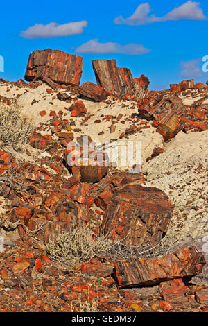 Géographie / voyages, USA, Arizona, Woodruff, Petrified Forest National Park, Arizona, No-Exclusive-Utilisation Banque D'Images