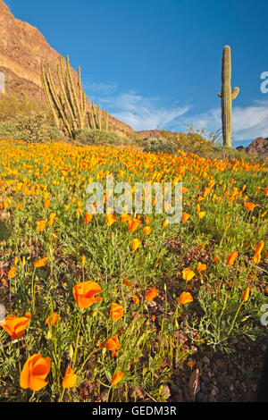 Géographie / voyages, USA, Arizona, Lukeville, AJO Range, monts, Mexican gold poppy Eschscholzia, mexicana, Papaveraceae, tuyau d'Organe National Monument, Arizona, No-Exclusive-Utilisation Banque D'Images