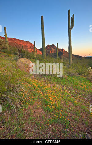 Géographie / voyages, USA, Arizona, Lukeville, Mexican gold poppy Eschscholzia, mexicana, Papaveraceae, tuyau d'Organe National Monument, Arizona, No-Exclusive-Utilisation Banque D'Images