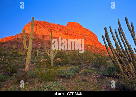 Géographie / voyages, USA, Arizona, Lukeville, AJO Range, monts, tuyau d'Organe National Monument, Arizona, No-Exclusive-Utilisation Banque D'Images