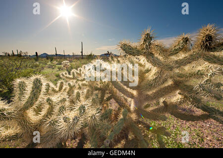 Géographie / voyages, USA, Arizona, Lukeville, Teddy bear cholla Cactus, Opuntia bigelovii, tuyau d'Organe National Monument, Arizona, No-Exclusive-Utilisation Banque D'Images