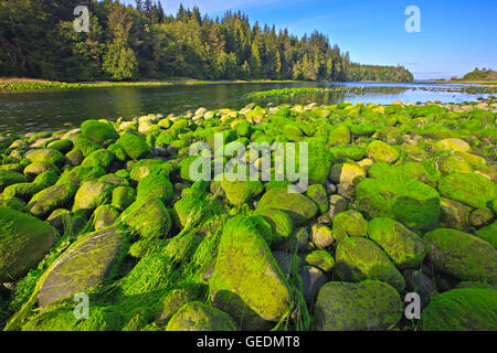 Géographie / Voyages, Canada, de la Colombie-Britannique, Port McNeill, le vert des algues sur les rochers à marée basse dans la rivière Nimpkish sur le nord de l'île de Vancouver, Colombie-Britannique, Banque D'Images