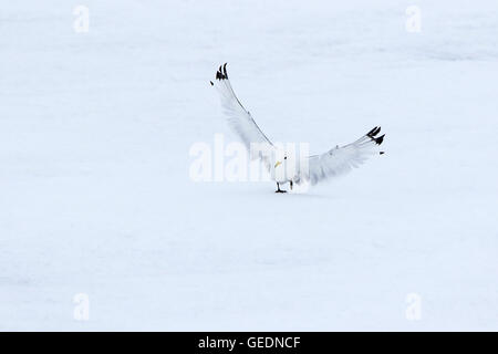 Mouette tridactyle Black adultes l'atterrissage sur la banquise arctique Banque D'Images