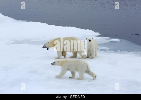La mère et les deux oursons polaires sur la banquise arctique Banque D'Images