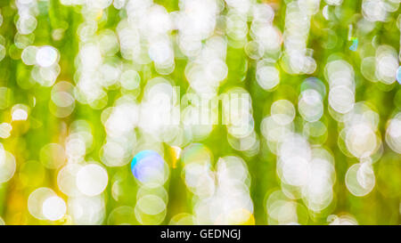 Les rayons du soleil sur l'herbe bokeh flou l'arrière-plan. Un arrière-plan vert naturel Banque D'Images