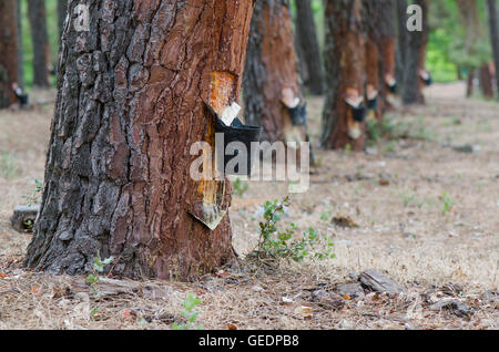 L'extraction de la résine de pin en forêt, Andalousie, espagne. Banque D'Images