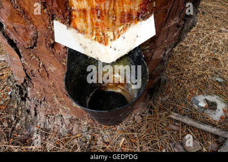 L'extraction de la résine de pin en forêt, Andalousie, espagne. Banque D'Images