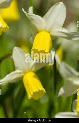 Close-up de la jonquille au Jardins de Threave, Castle Douglas Banque D'Images