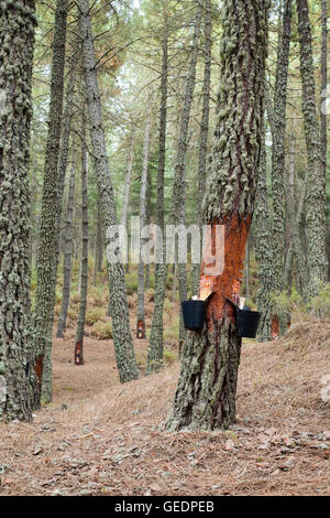 L'extraction de la résine de pin en forêt, Andalousie, espagne. Banque D'Images