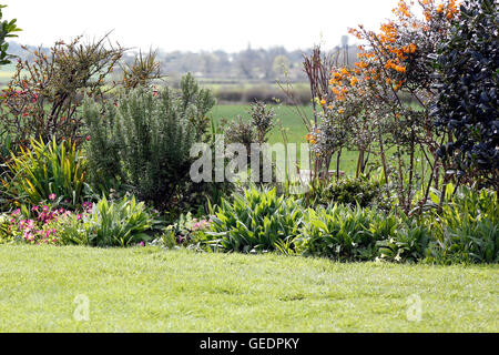 Herbacée d'été en bordure de la campagne anglaise jardin Banque D'Images