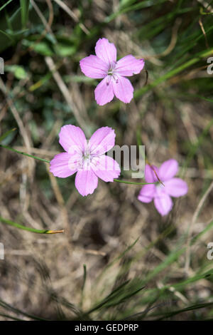 Fleurs lilas Banque D'Images