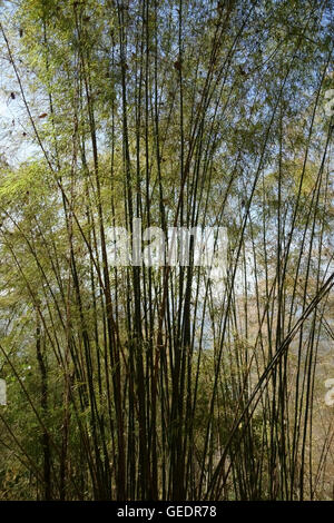 Grand, mince et dense de pousses de bambou dans la vallée de la rivière Kwai, Thaïlande Banque D'Images