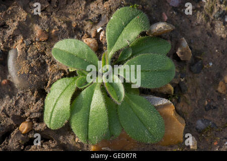 Domaine forget-me-not, Myosotis arvensis, jeune plante, Berkshire, Février Banque D'Images