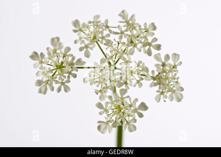 Ombelle de fleurs cow parsley, Antriscus sylvestris, avec des fleurs blanches Banque D'Images