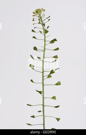 Les coupelles de semences et de fleurs, bourse à pasteur Capsella bursa-pastoris, une mauvaise herbe des terres désolées et jardins Banque D'Images