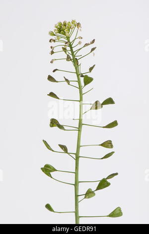 Les coupelles de semences et de fleurs, bourse à pasteur Capsella bursa-pastoris, une mauvaise herbe des terres désolées et jardins Banque D'Images