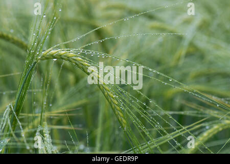 Les oreilles d'un livre vert, la récolte d'orge non mûres après la pluie avec des gouttes d'eau sur les arêtes, Hampshire, juin Banque D'Images