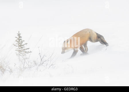 Le renard roux (Vulpes vulpes) adulte, la marche dans la neige durant un blizzard, Churchill, Manitoba, Canada. Banque D'Images