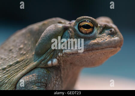 Portrait de Colorado river toad Banque D'Images