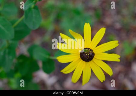 Une abeille sur une marguerite au Nature Coast Botanical Garden à Spring Hill, Floride. Banque D'Images