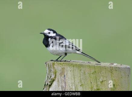 Un pied Bergeronnette (Motacilla alba) est assis sur un piquet à l'affût de proies. Gruinart, Islay, Inner Hebrides Banque D'Images