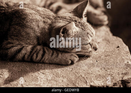 Couchage chat sur la pierre, teinté noir et blanc Banque D'Images