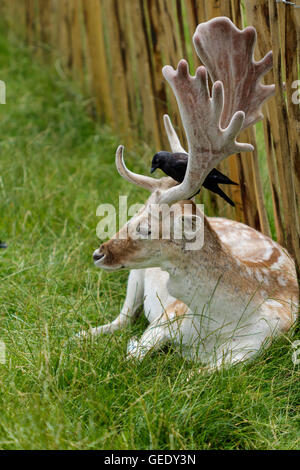 Red Deer à Richmond prise à une extreme close up Banque D'Images