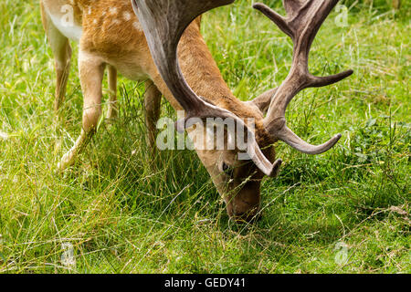 Red Deer à Richmond prise à une extreme close up Banque D'Images