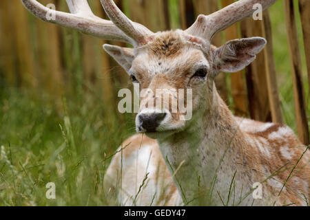 Red Deer à Richmond prise à une extreme close up Banque D'Images