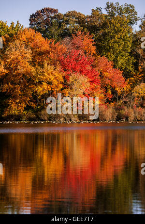 Résumé fusion forestiers, couleurs automne coloré arbres se reflétant dans un lac, Mercer County, New Jersey, Etats-Unis, étang de jardin coloré, couleur nature Banque D'Images