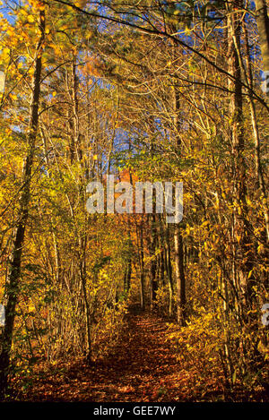 Arbres d'automne colorés, chemin de forêt bordé chemin de la canopée à travers les bois dans le New Jersey, États-Unis, feuilles colorées sentiers de forêt chemin de la canopée ombre Banque D'Images