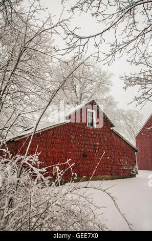 Ancienne grange américaine rouge et arbres couverts de neige à Cranbury, New Jersey, États-Unis, NJ ferme verticale des États-Unis scène vintage neige tombant des granges rouges Banque D'Images