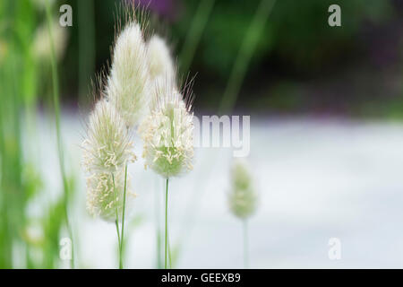 Lagurus ovatus. Hare's tail grass. UK Banque D'Images