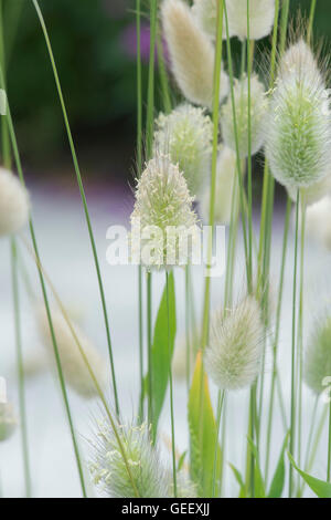 Lagurus ovatus. Hare's tail grass. UK Banque D'Images