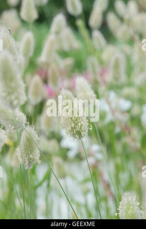 Lagurus ovatus. Hare's tail grass. UK Banque D'Images