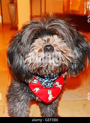 Chien dans close up, Poodle Banque D'Images