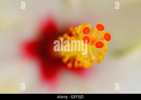 Fleur d'hibiscus, extreme close up Banque D'Images