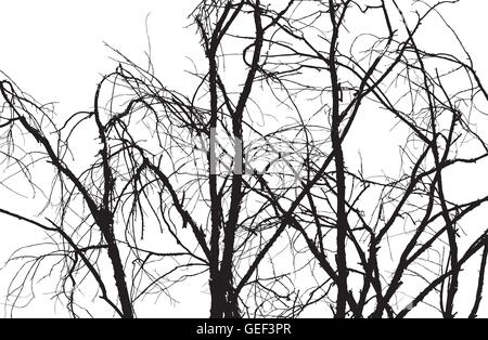 Vector illustration de branches d'arbre arrière-plan Illustration de Vecteur