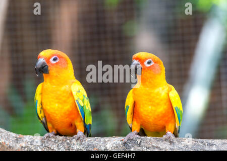 Belle conure soleil parrot oiseaux sur le perchoir. Paire d'oiseaux perroquet conure soleil colorés de l'interaction. Banque D'Images