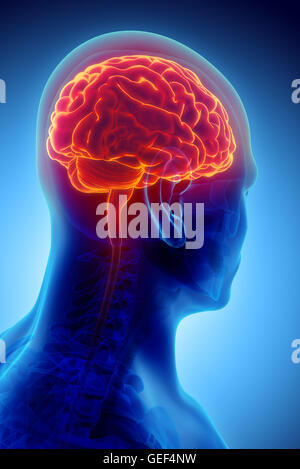 Les droits de l'organique interne - cerveau humain, 3D illustration concept médical. Banque D'Images