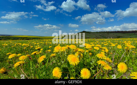 Taxaxacum au printemps pissenlit officinal prairie Banque D'Images