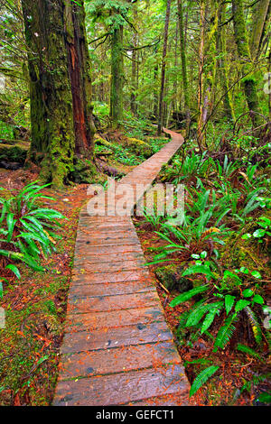 Géographie / voyages, le Canada, la Colombie-Britannique, l'enroulement de la promenade le long de la Rainforest Trail de la forêt côtière du parc national Pacific Rim, la plage Long, Clayoquot Banque D'Images