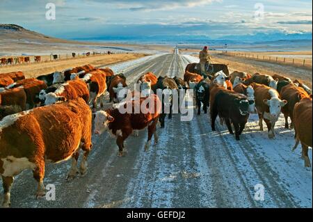 Géographie / Voyages, Canada, Alberta, de bétail sur une route de gravier à la fin de l'hiver / début du printemps le long des prairies du sud de l'Alberta, Banque D'Images