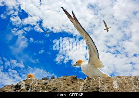 Zoologie / animaux / oiseaux aviaire,, l'Australie, île du Nord, l'Australasian Bassan (Morus serrator, ou Sula bassana, également Australian Gannet, Takapu), à la colonie de corail noir près de Cape Kidnappers, Hawkes Bay, île du Nord, Banque D'Images