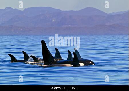 Zoologie / animaux, Mammifères Mammifères / Famille, famille de poissons résidents du nord manger orques (épaulards, Orcinus orca) reposant dans une ligne au repos dans la région de Queen Charlotte Strait avec la côte de la Colombie-Britannique, montagnes en arrière-plan, sur un bleu clair s Banque D'Images