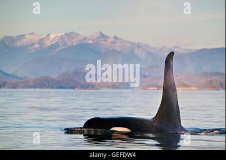 Zoologie / animaux, Mammifères Mammifères /, grand mâle orque (manger des poissons résidents orque) et montrant une grande nageoire dorsale au large de la côte nord de l'île de Vancouver, Colombie-Britannique, Canada, Banque D'Images